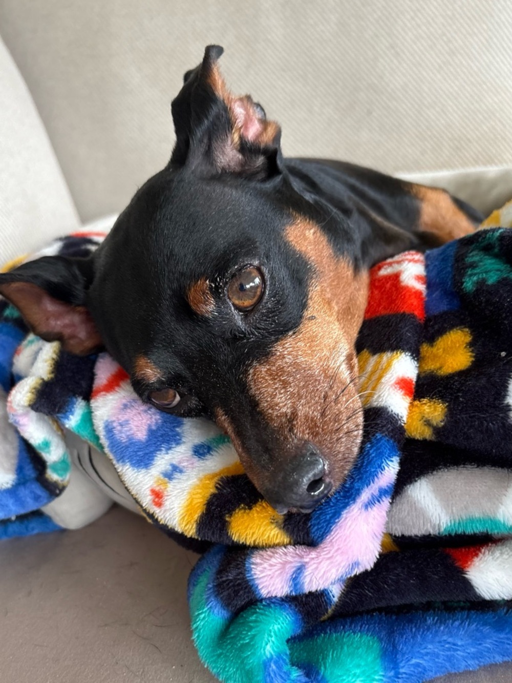 🐶 Hendrix's Tater Fund 🐾 - Picture 11 of 14